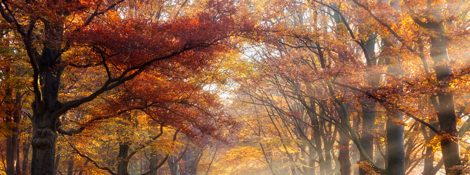 Autumn woodland scene