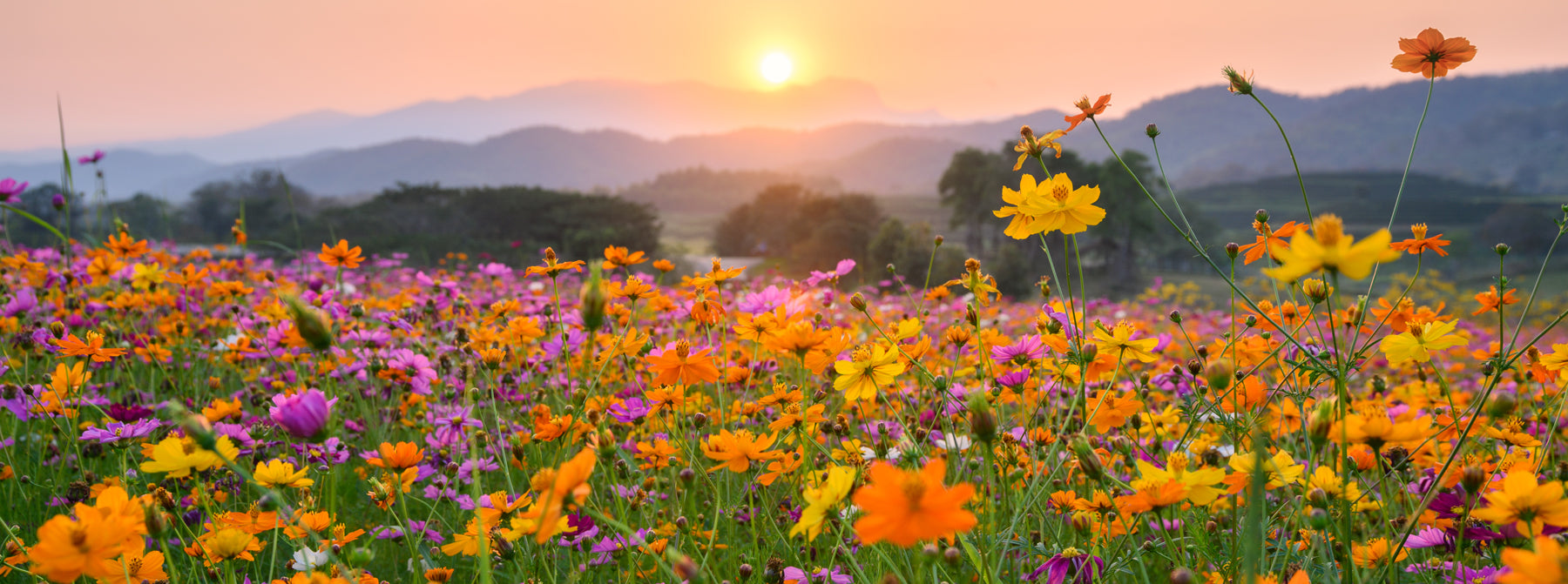 Meadow Scatter Tubes