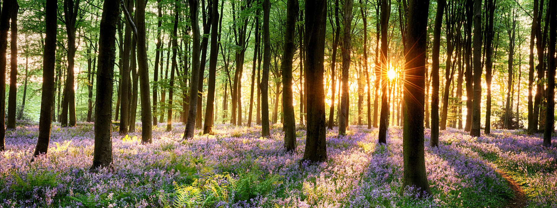 Woodland ash scattering tube in woodland setting